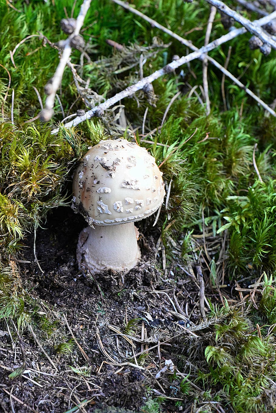 white mushroom, perlpilz, young, forest, nature, fungus, food HD wallpaper