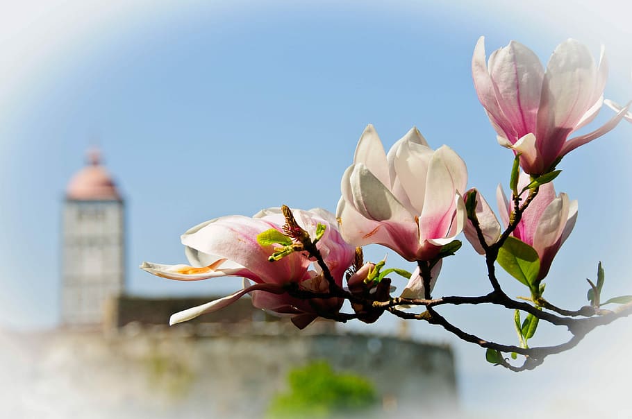 Magnolia, Blossom, Bloom, Spring, Nature, castle, flower, no people HD wallpaper
