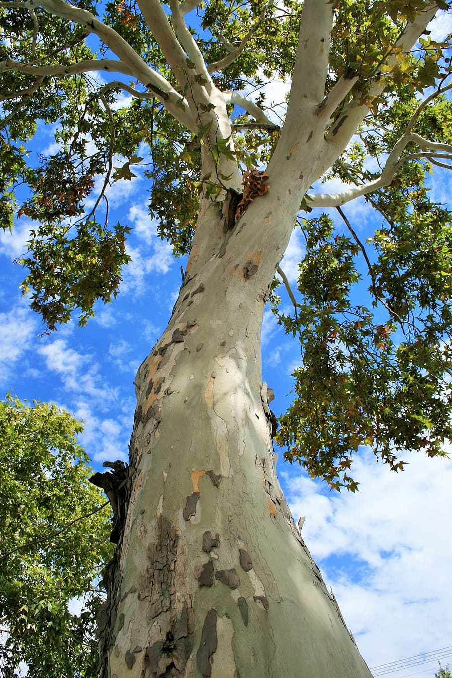 Tree, Maple, Trunk, White, Sky, Sky, Blue, tree trunk, nature HD wallpaper