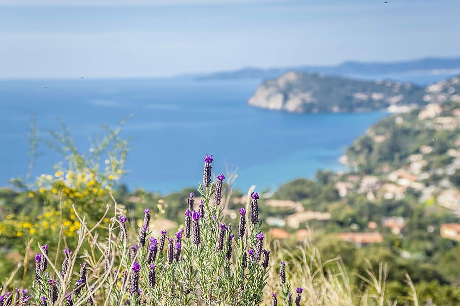Lavender, Sea, Coast, Cap, Holiday, by the sea, rocky coast HD wallpaper
