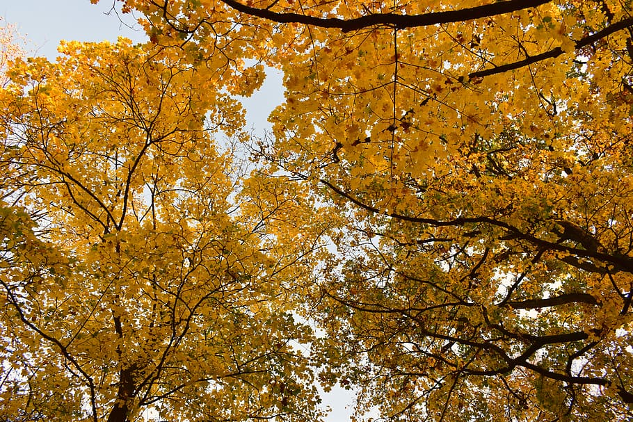 low angle photography of yellow leaf tree, closeup photo of brown leafed tree HD wallpaper