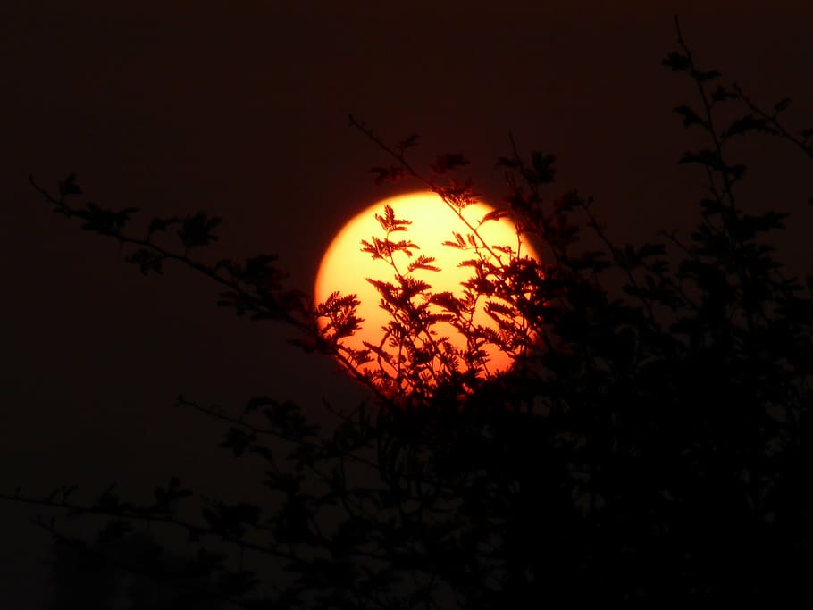 marrakech, lever, de, soleil, plant, sky, silhouette, orange color HD wallpaper