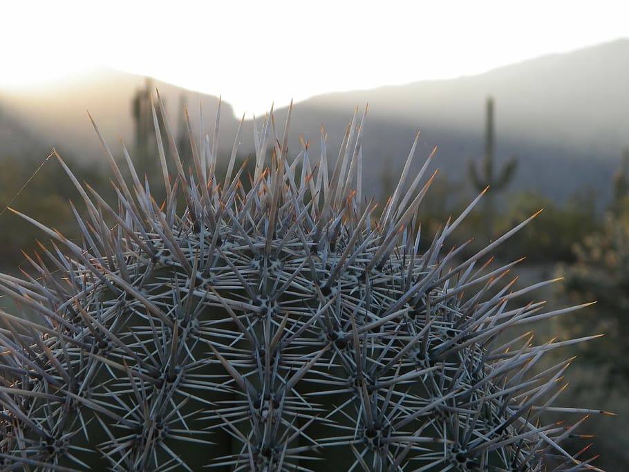 Cati, Desert, Catus, Sunset, thorn, spiked, cactus, outdoors HD wallpaper