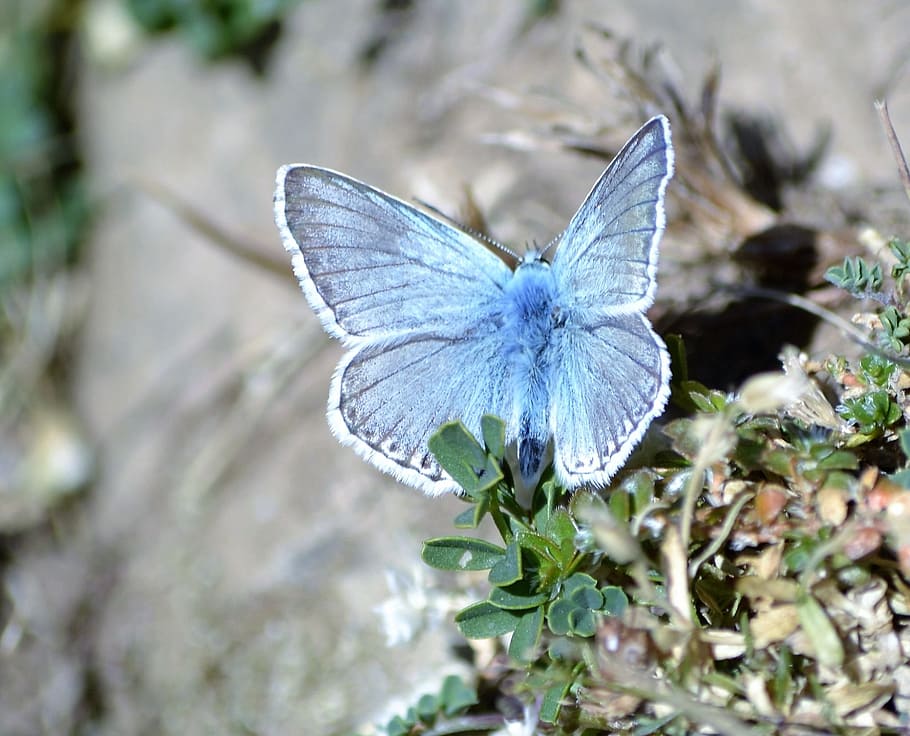 Butterfly, Pyrenees, Nature, flower, one animal, day, animal themes HD wallpaper