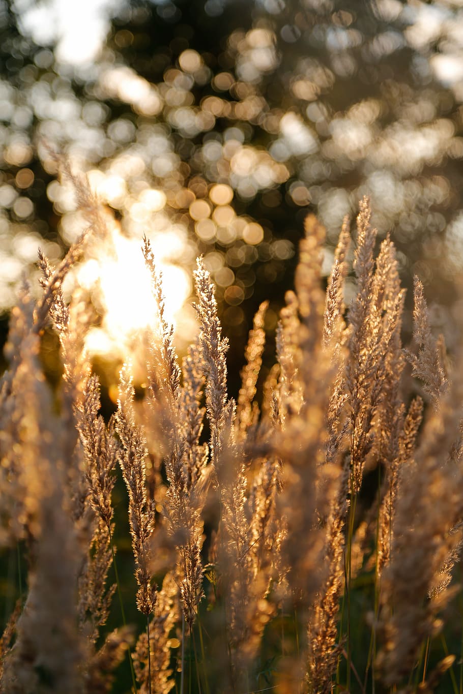 close up photograph of wheat, grasses, meadow, evening, morning HD wallpaper