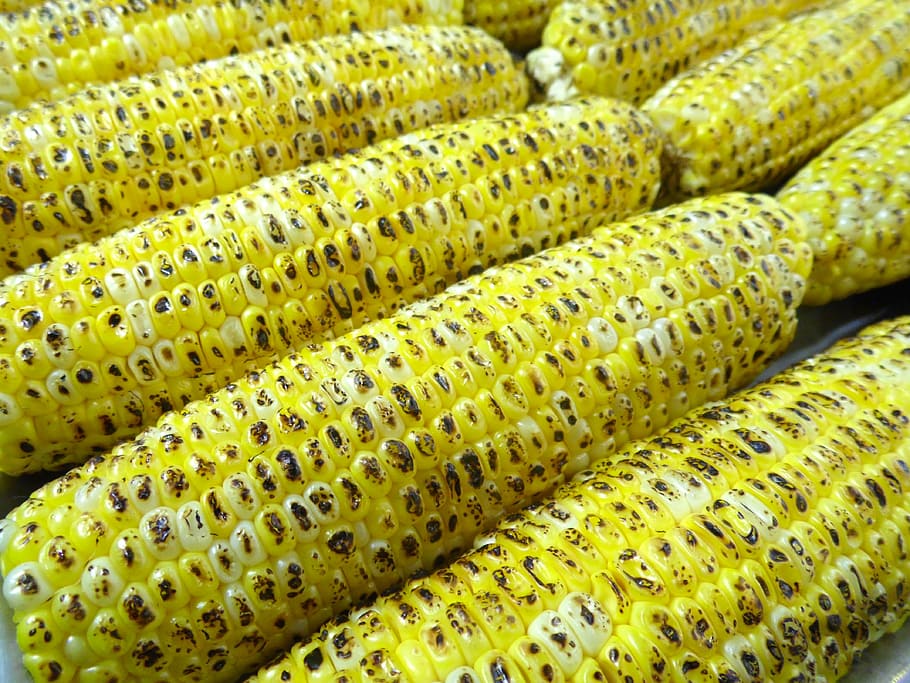 closeup photo of corns, grilled, corn cob, maize cob, corn kernels HD wallpaper