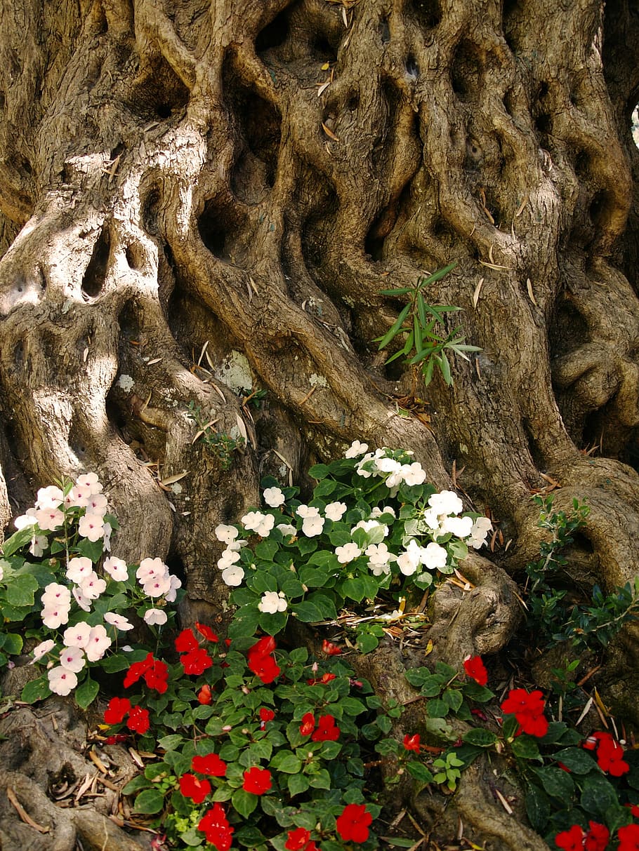wood, root, crust, flora, flowers, texture, tree, plant, flowering plant HD wallpaper