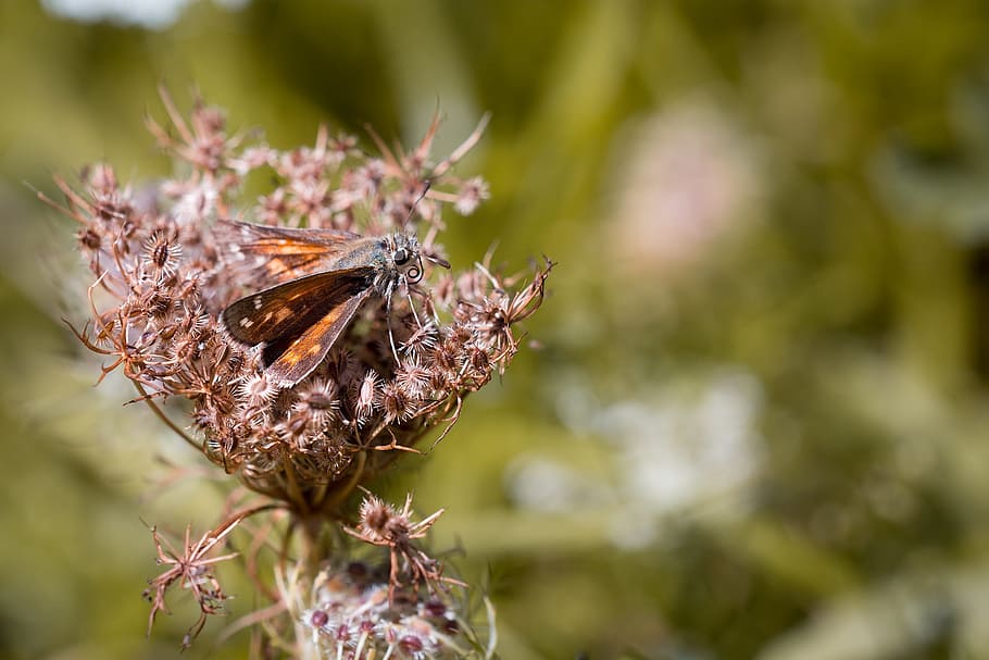 skipper, butterfly, insect, nature, flight insect, summer, close HD wallpaper