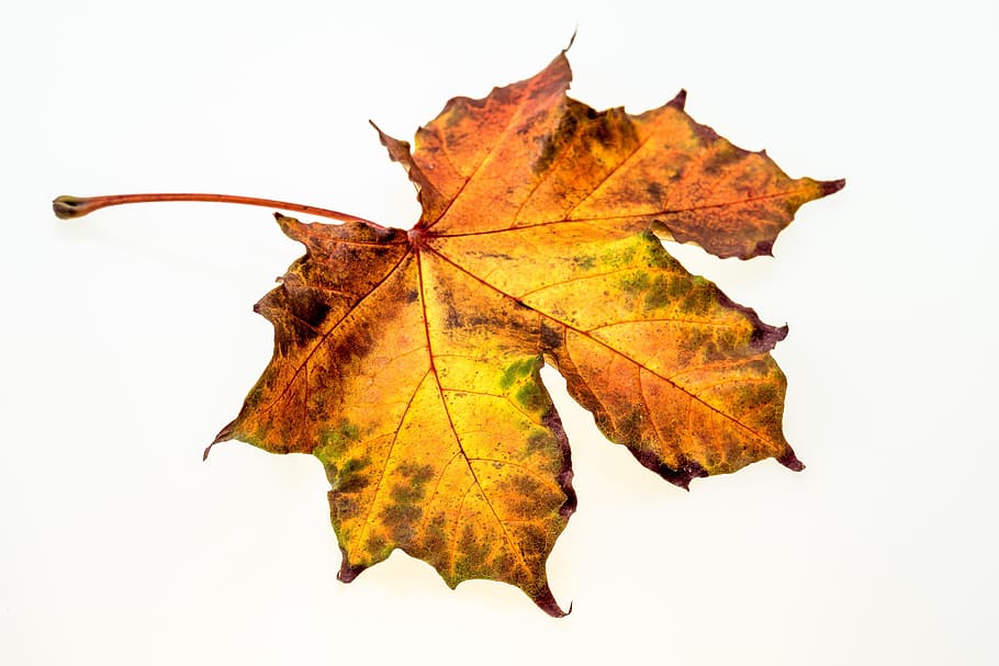maple leaf on white surface, autumn, leaves, fall foliage, colors of autumn HD wallpaper