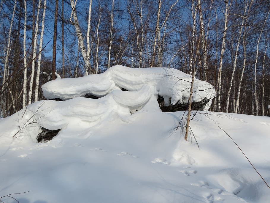 winter, forest, snowdrift, stump, winter forest, pine, thicket HD wallpaper