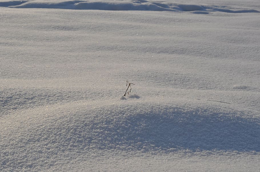 winter, snow, snowdrift, coldly, surface, nature, land, day HD wallpaper