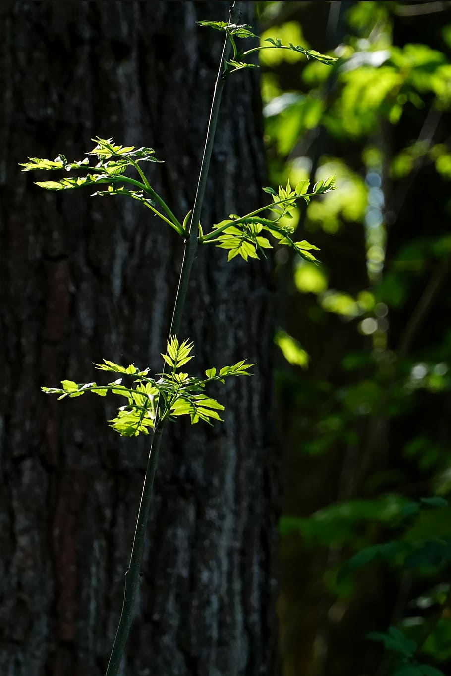 selective focus photography of green leaf, wood, tree, spring HD wallpaper