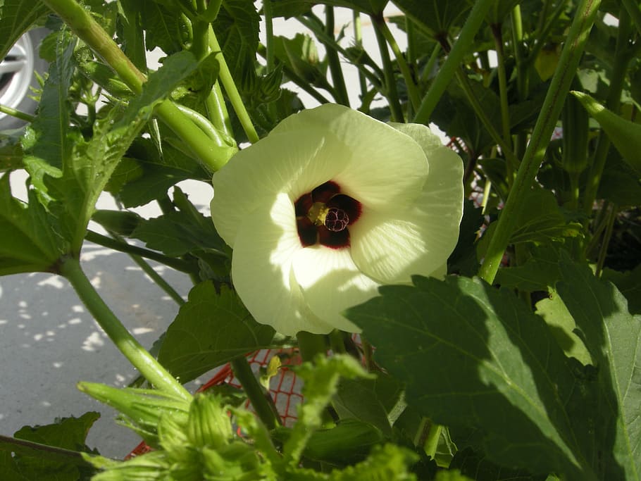 BHINDI (OKRA) Dhanlaxmi - Puregene Agritech Seeds Private Limited