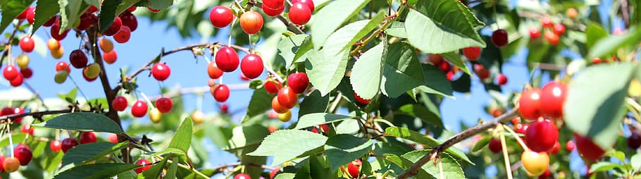 cherries, tree, cherry tree, nature, spring, blossom, plant HD wallpaper