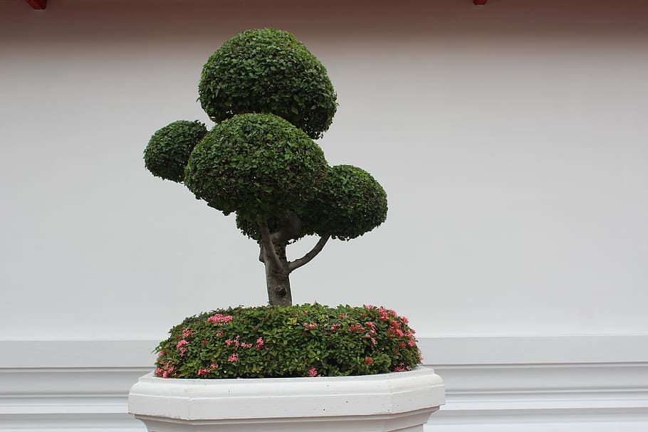 bonsai tree, bäumchen, potted plant, small, no people, green color HD wallpaper