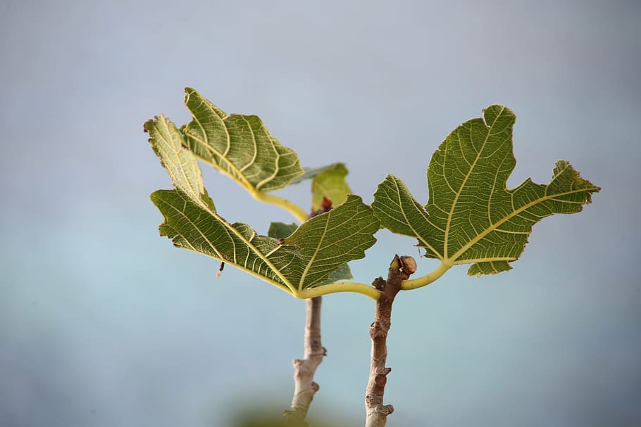 HD wallpaper: fig tree, leaf, green, fig leaf, ramifications, figs