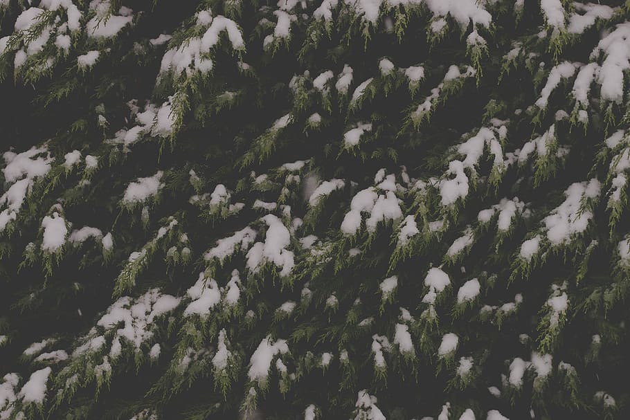 snow covered trees, green tree with snows closeup photo, woodland HD wallpaper