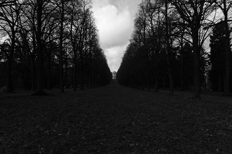 black-and-white, germany, park, tree, nature, forest, black And White HD wallpaper