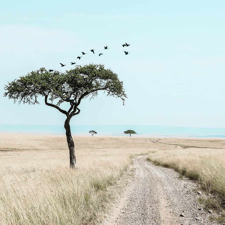 bird flying above grassland, pathway on brown grass field, tree HD wallpaper