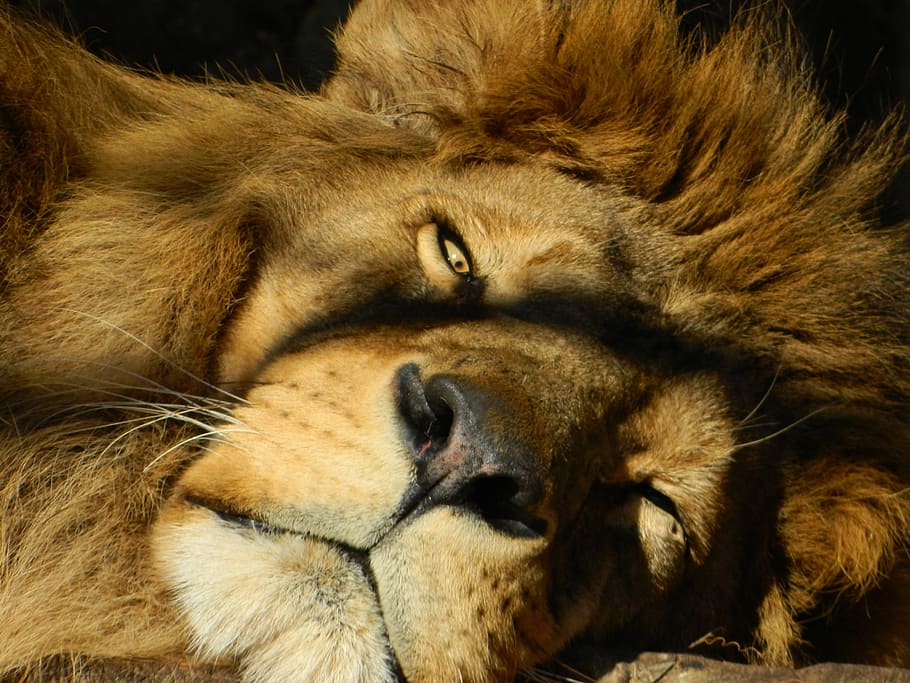 Dream, Pry, leo, animals in the wild, lion - feline, animal themes HD wallpaper