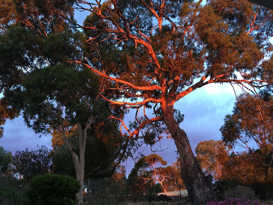 Tree, Light, Sun, Bright, Shiny, Yellow, trees, sunlight, nature HD wallpaper
