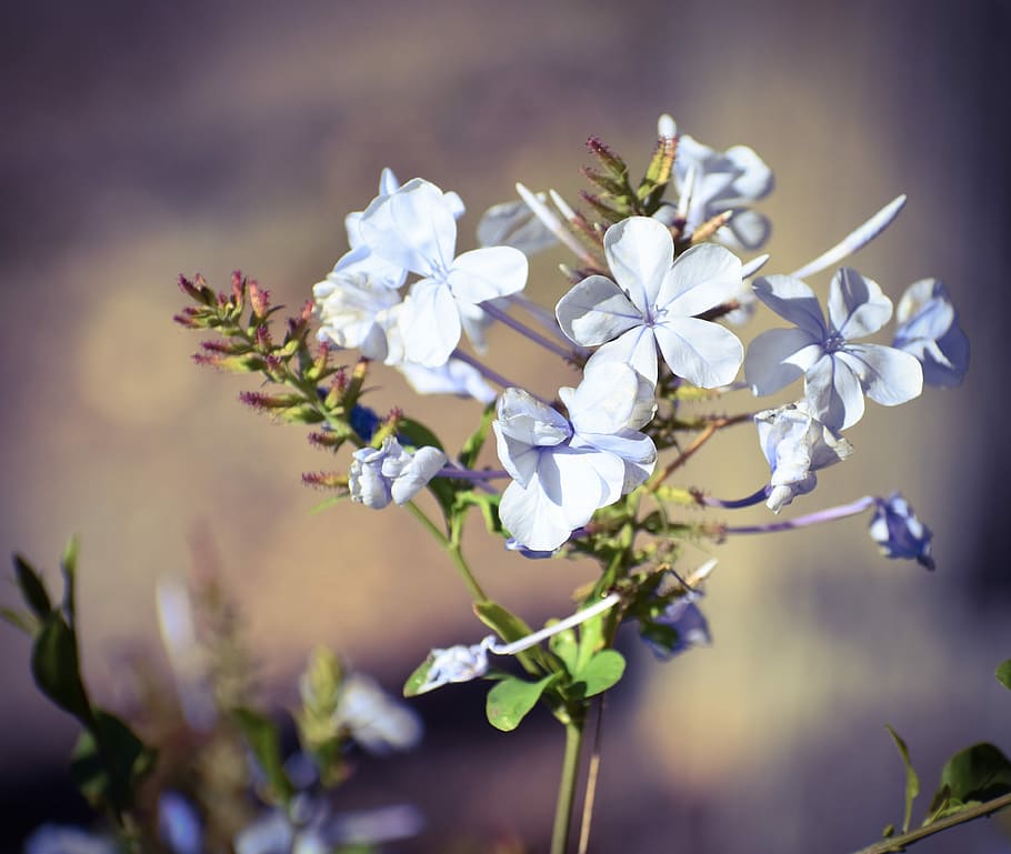 flower, nature, flora, leaf, petal, beautiful, blooming, flowering plant HD wallpaper