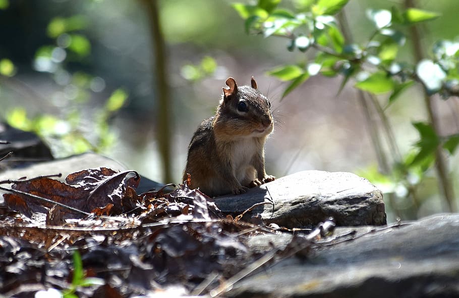 closeup photo of brown squirrel, brown squirrel on brown stone at daytime HD wallpaper