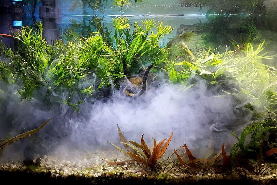 Green Leaf Plants With Smoke, aquarium, fishtank, water, growth