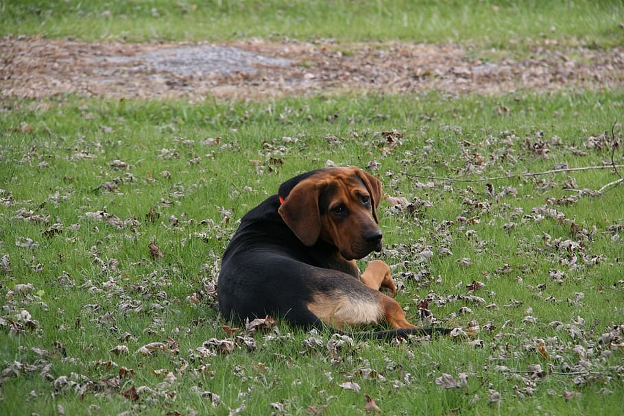 Dog, Outside, Down, Pet, Animal, laying down, pets, one animal HD wallpaper