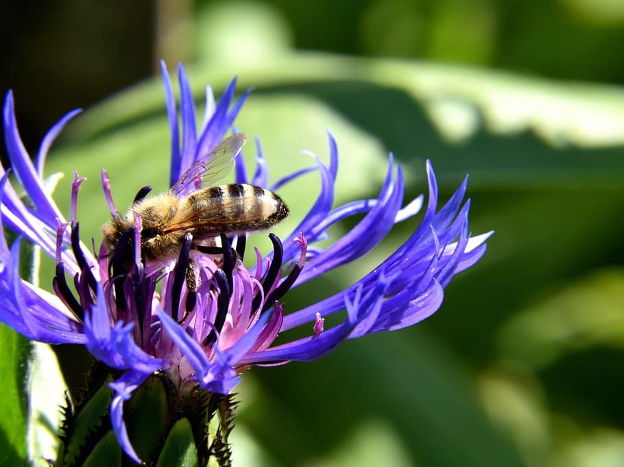 Bee, Cornflower, Close, Insect, blossom, bloom, blue, pollination HD wallpaper
