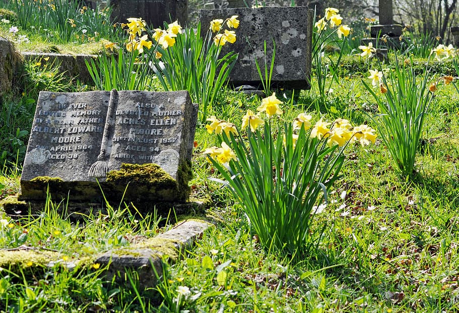 spring, cemetery, grave, daffodils, graveyard, plant, growth HD wallpaper