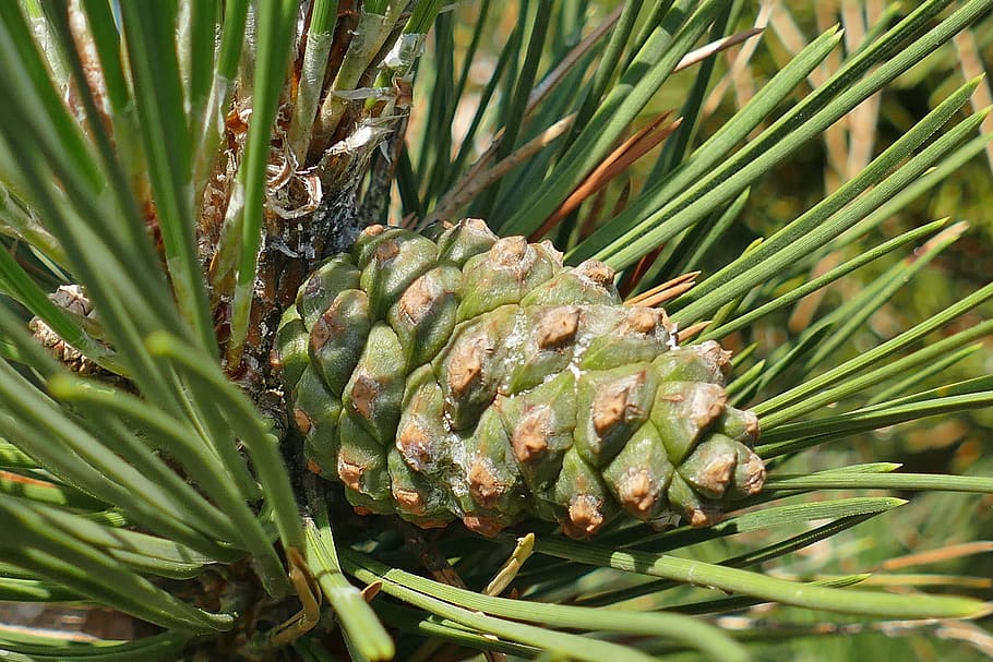 tap, green, macro, pine, branches, nature, summer, young, green color HD wallpaper