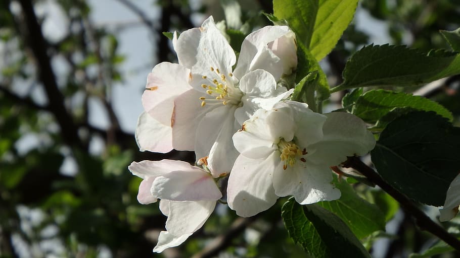 cherry blossom, bloom, plant, growth, flowering plant, beauty in nature HD wallpaper