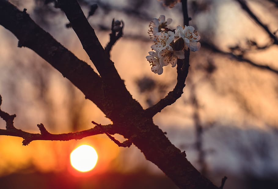 shallow focus photography of flower during sunset, silhouette of tree at sunset HD wallpaper