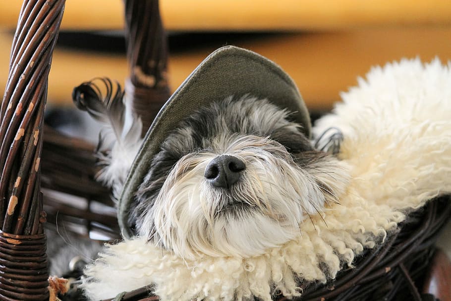 white and black shih tzu puppy sleeping in basket, dog, dog snout, HD wallpaper