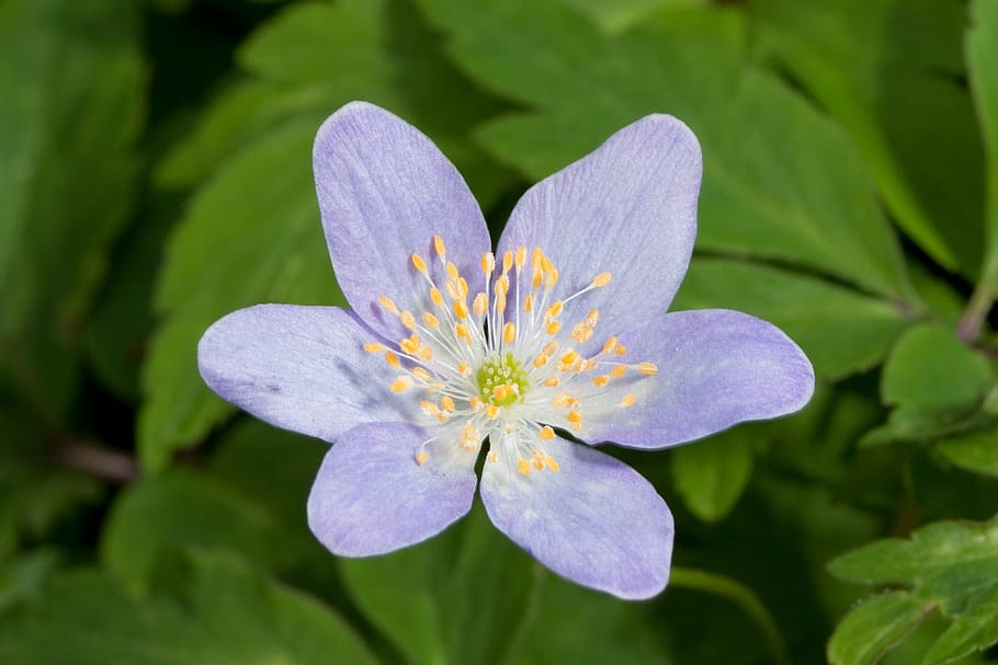 wood anemone, flower, bloom, blue, blossom, spring, green, floral, HD wallpaper