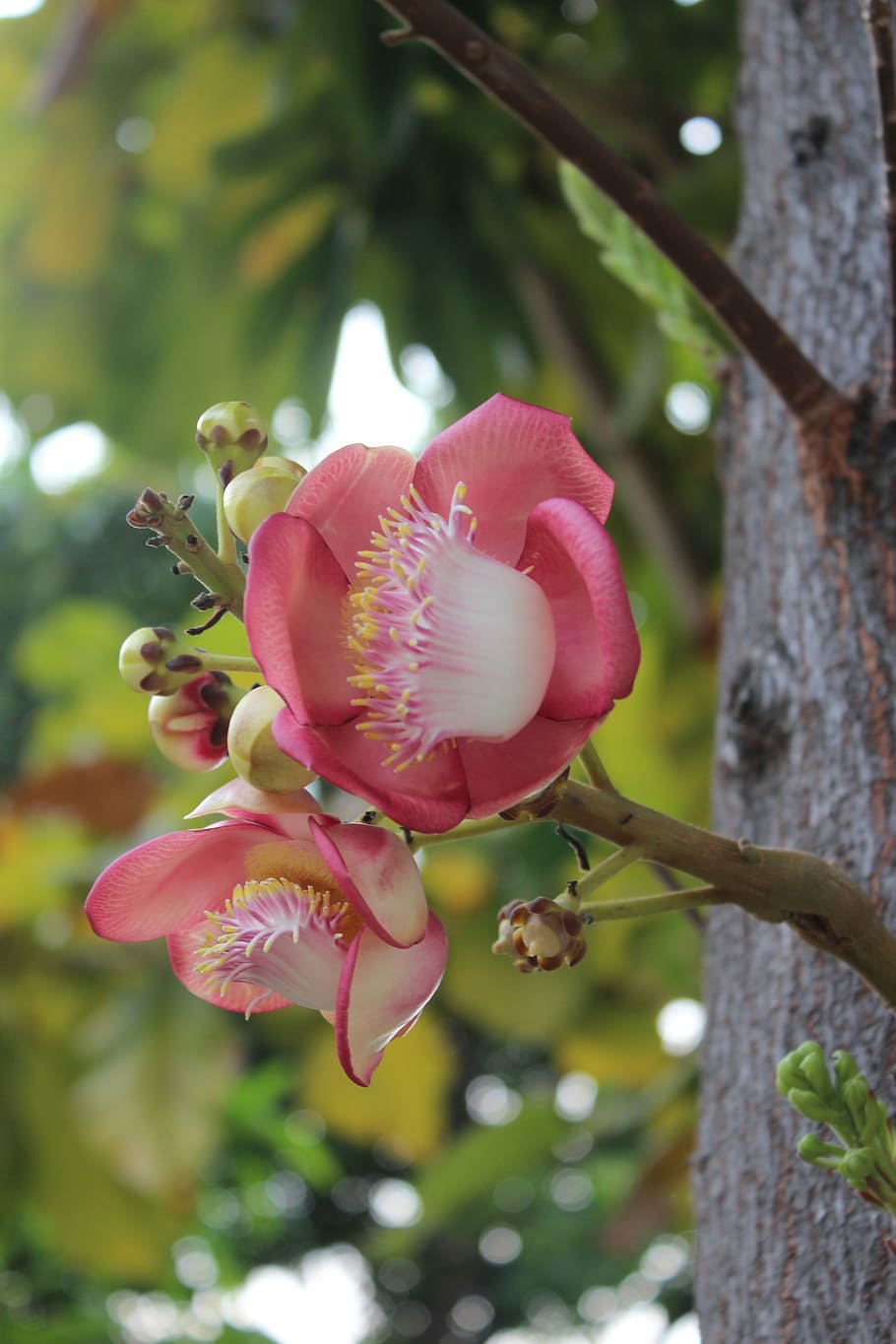 Flower, Nature, Spring, Natural, Summer, plant, bloom, floral HD wallpaper