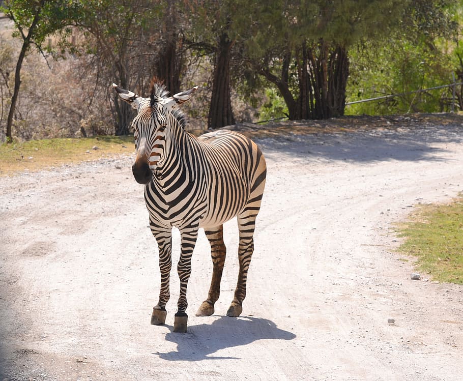 zebra, water, sun, green, zoo, fauna, animals, wild, animal world HD wallpaper