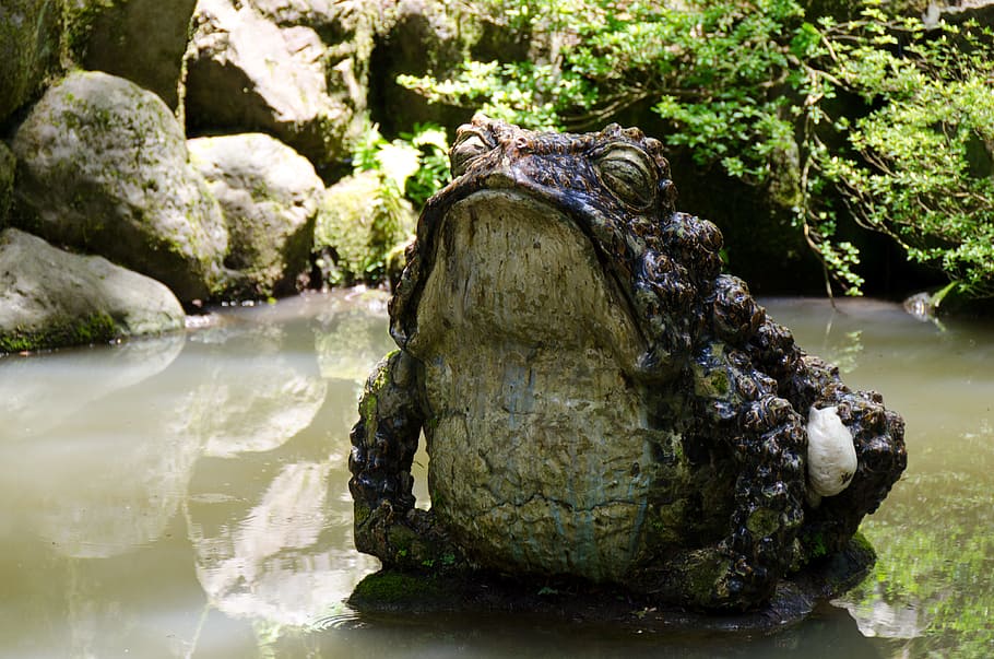 toad, peaceful, pond, frog, water, tranquil, garden, statue HD wallpaper