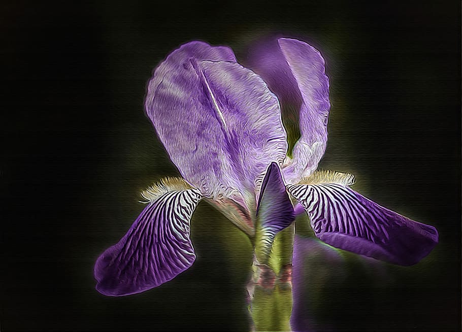purple iris flower, lily, nature, plant, garden, color, summer HD wallpaper