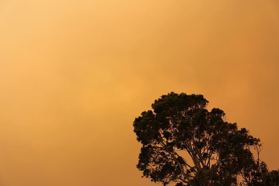 Trees, Orange, Sky, Branches, Leaves, silhouette, flora, evening HD wallpaper