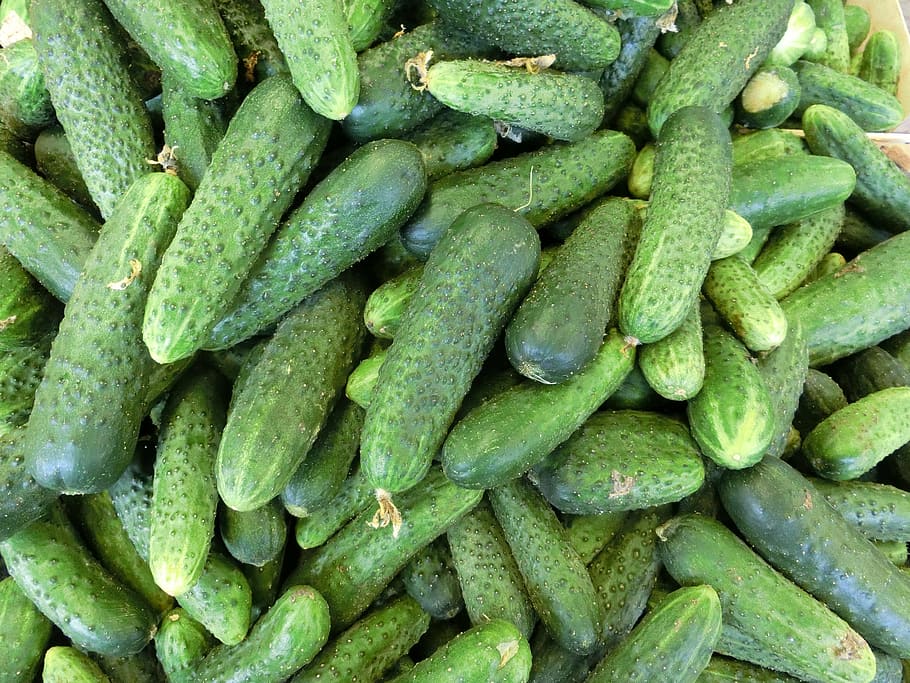 cucumber lot, cucumbers, vegetables, healthy, food and drink HD wallpaper