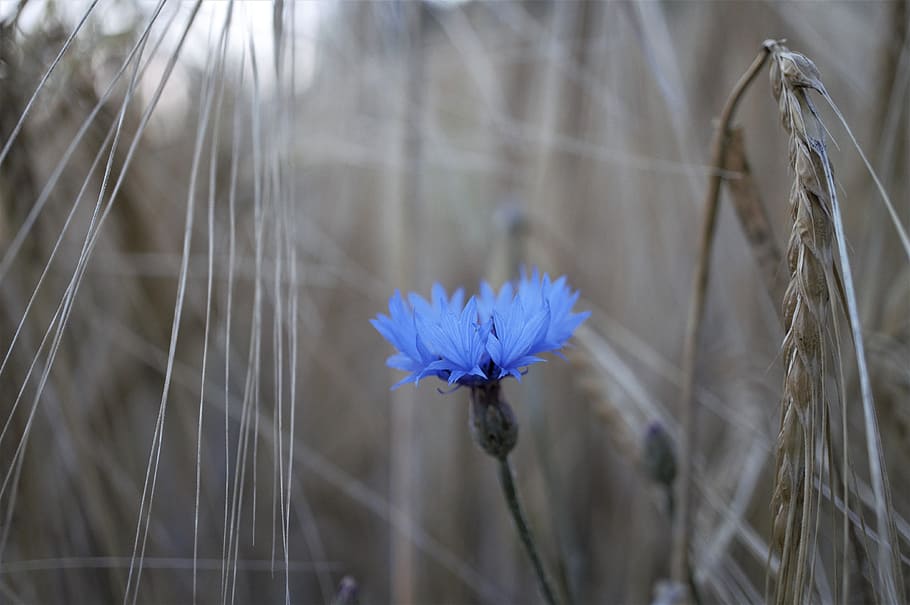 cornflower, nature, grain, cereals, close, plant, flowering plant HD wallpaper