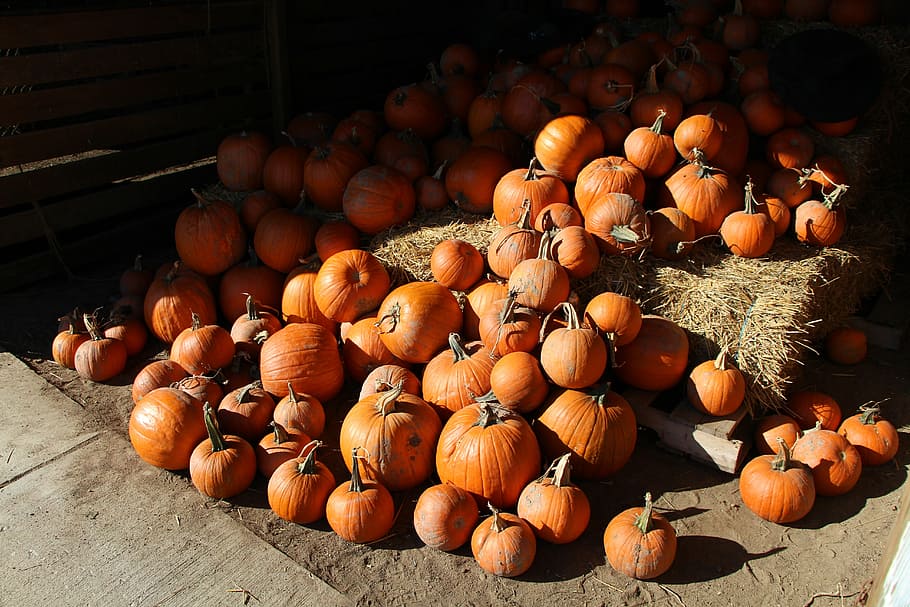 pumpkins, pile, fall, autumn, crop, harvest, farm, harvesting HD wallpaper