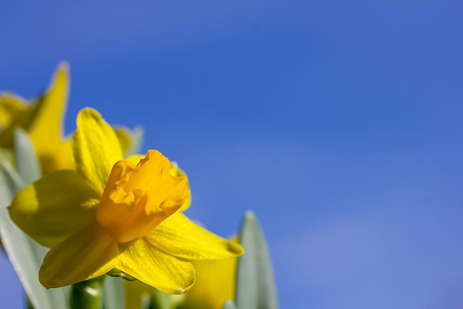easter lilies, blue sky, spring, flower, nature, yellow, plant HD wallpaper