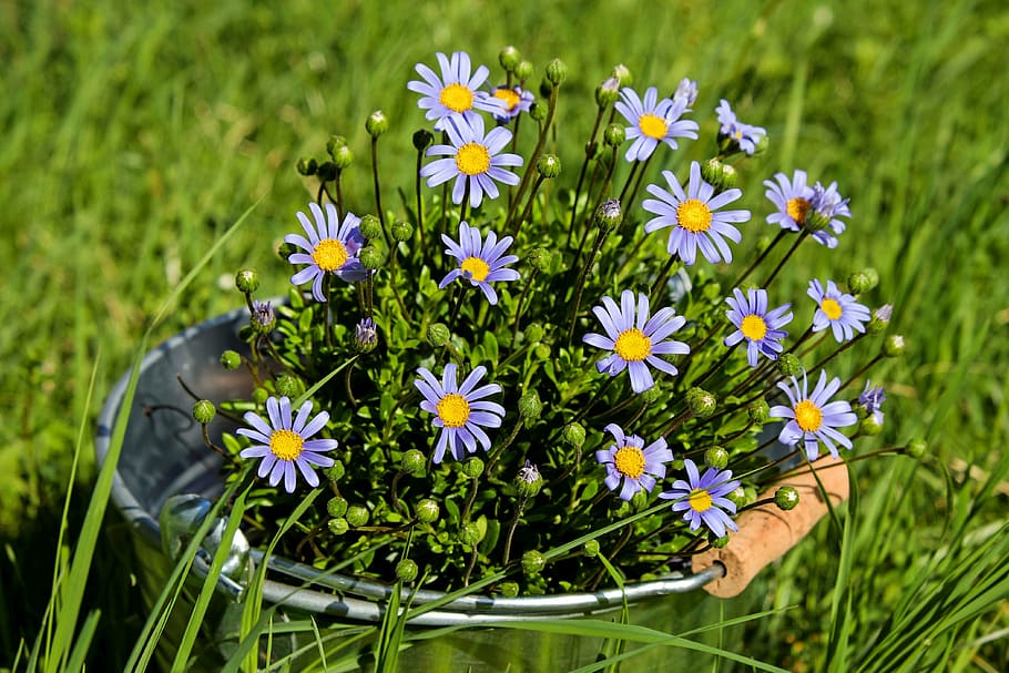 purple petaled flowers, daisies, bloom, spring flowers, flower garden HD wallpaper