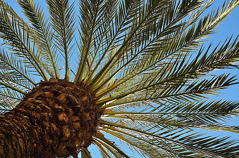 coconut tree, Palm, Tree, Date Palm, Shade Tree, Tribe, log HD wallpaper