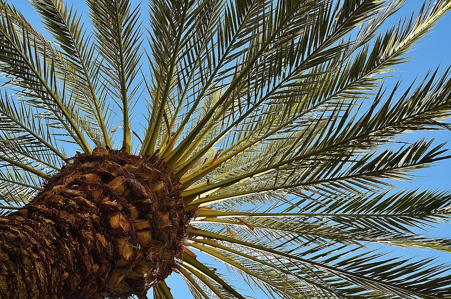 coconut tree, Palm, Tree, Date Palm, Shade Tree, Tribe, log HD wallpaper