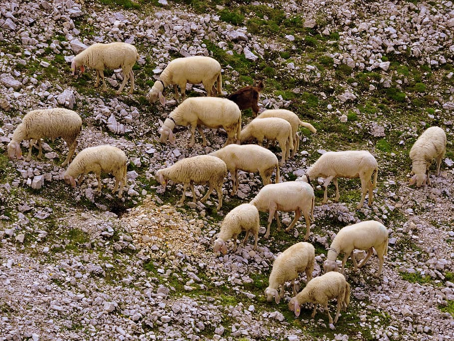 Flock, Sheep, Animal, nature, large group of animals, no people HD wallpaper