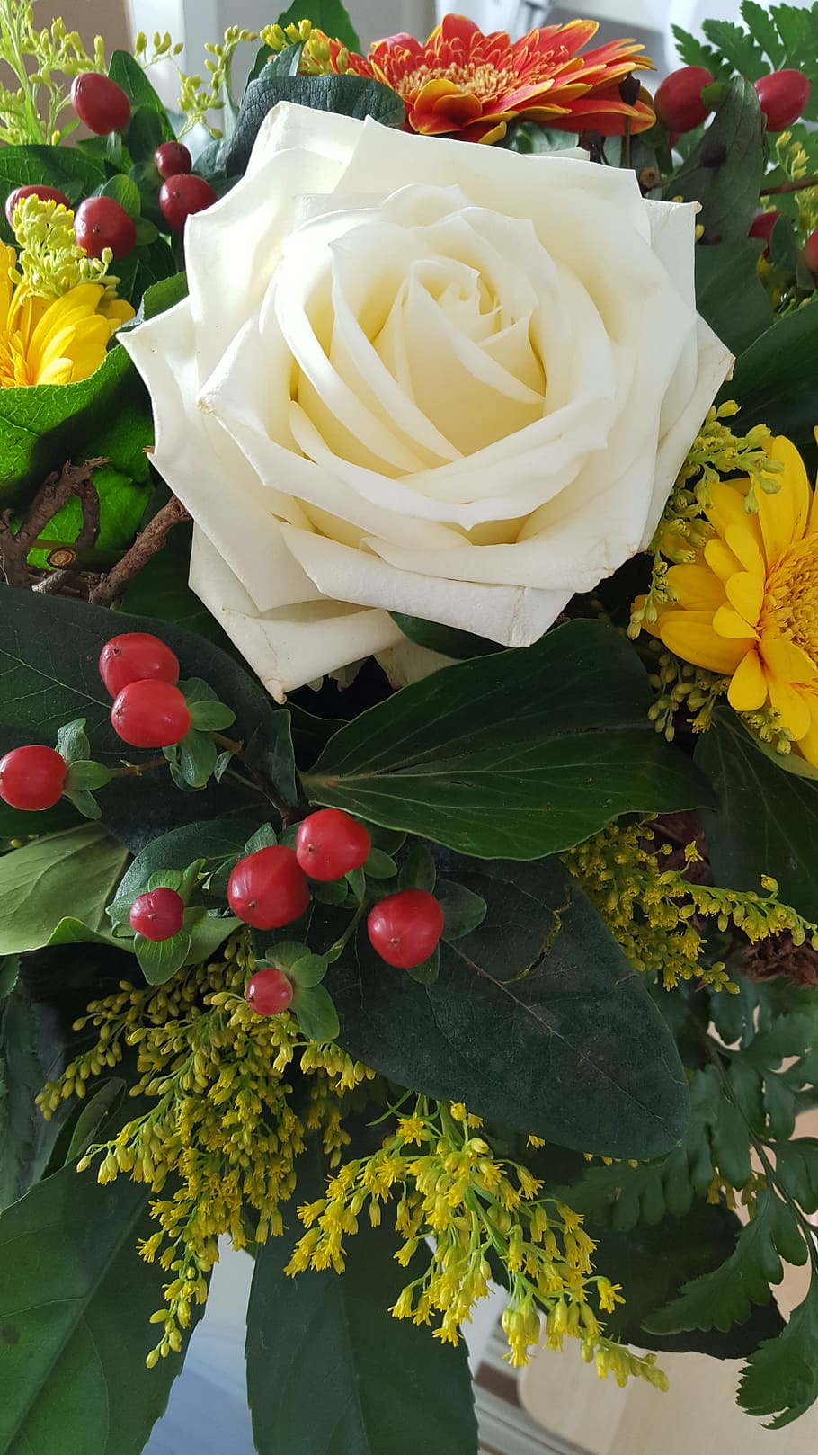 flower, rose, nature, leaf, plant, flowering plant, freshness HD wallpaper
